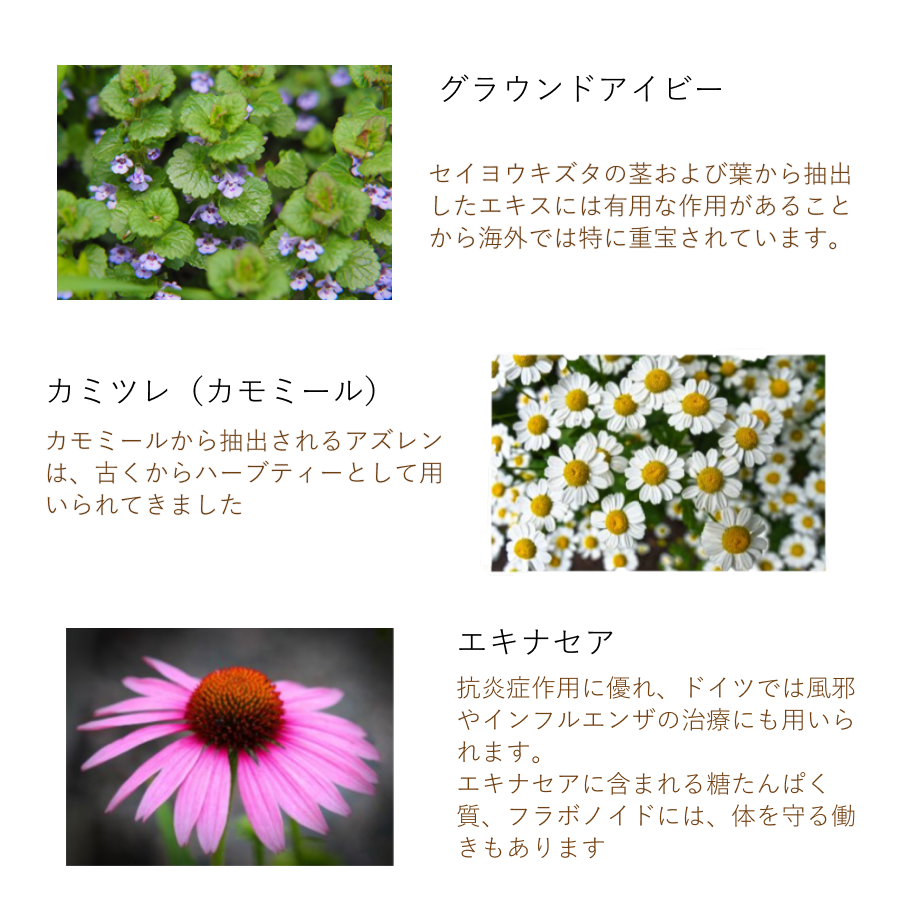 グラウンドアイビー　カミツレ