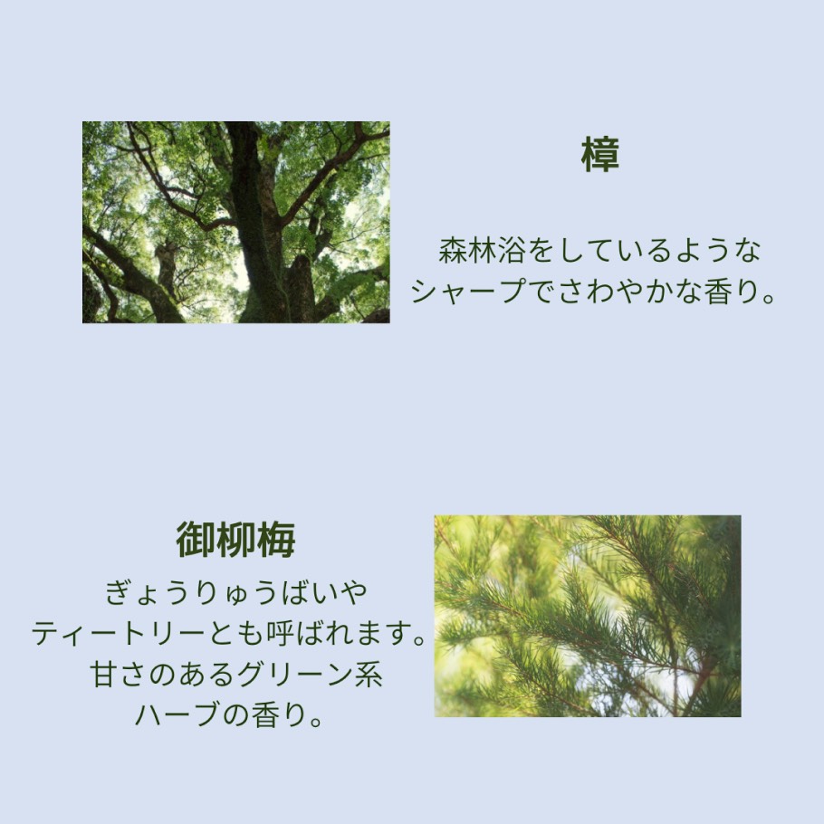 くすのき、ティートリー
